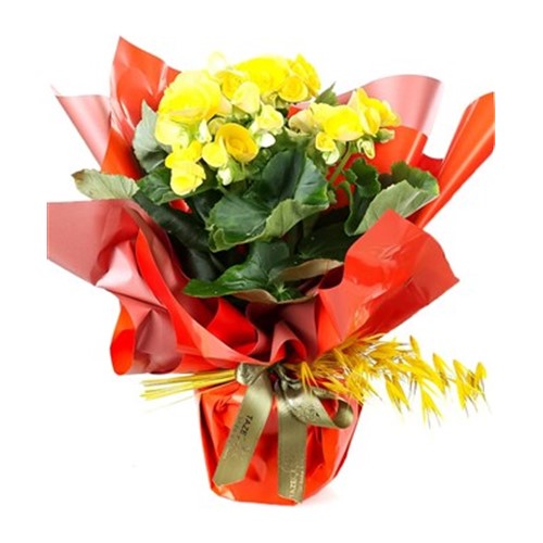 Yellow Begonya Delight