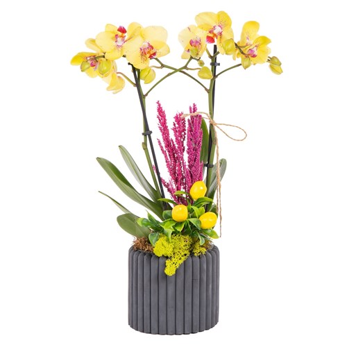 Yellow Charm Seramikte Orkide