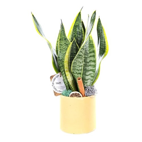 Yellow Marble Sanseveria Bitkisi