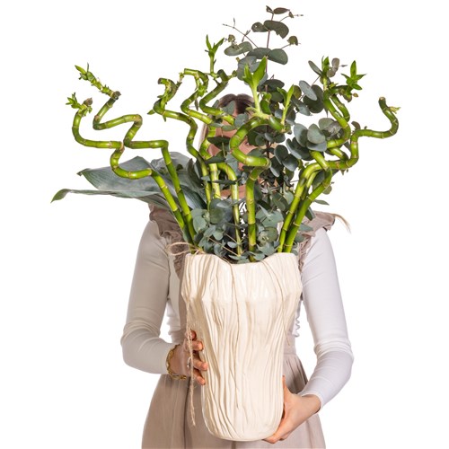 Zen Şans Bambu Aranjmanı